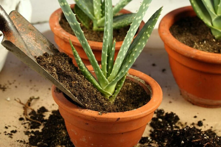 How to Successfully Repot Aloe Plants at Home