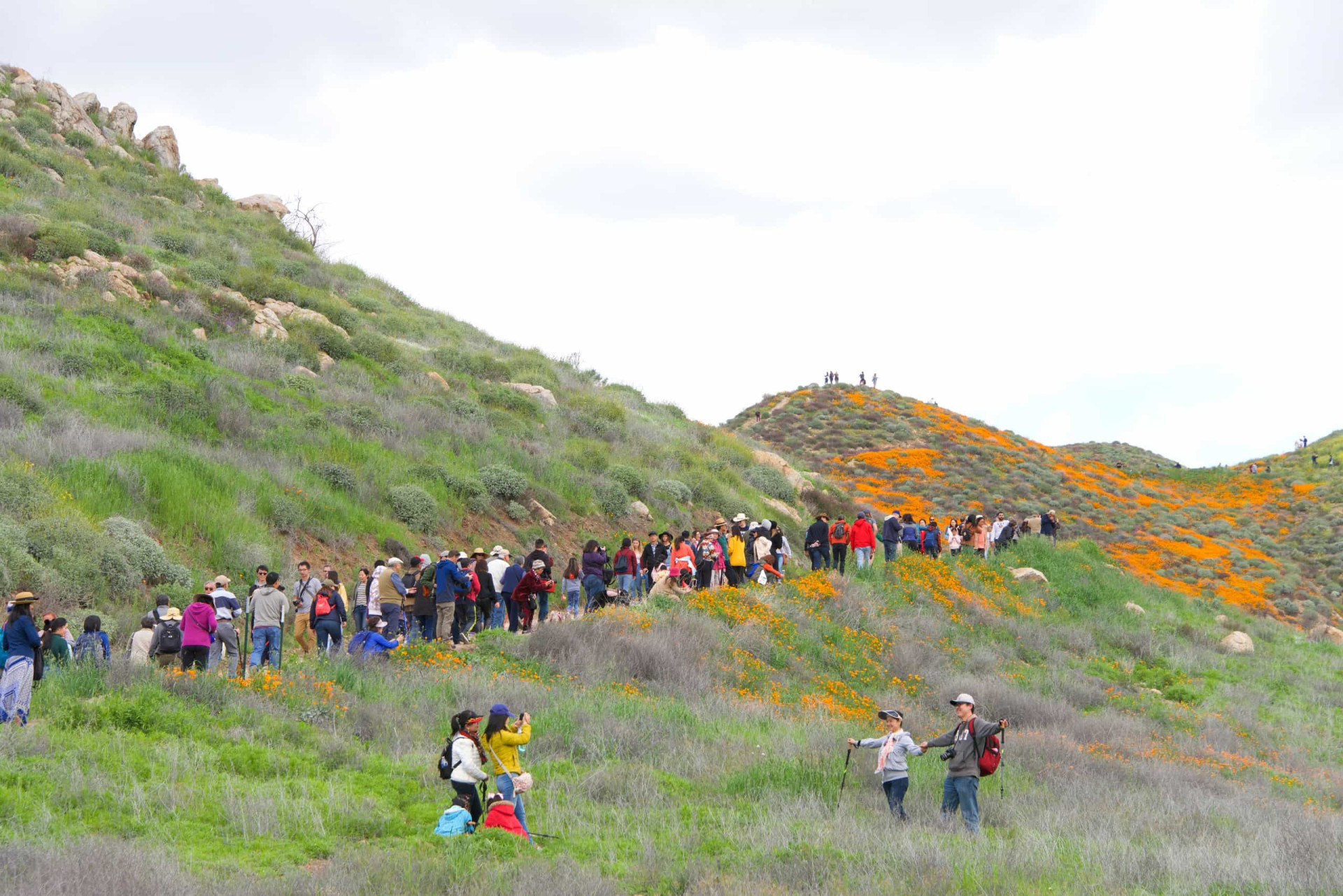 <p>In February 2019, thousands of people flocked to Walker Canyon in California to witness a "super bloom" of poppies. Over 50,000 tourists descended on the canyon, leading local authorities to temporarily close the area down to appease residents and reduce traffic flow.</p><p>You may also like: </p>