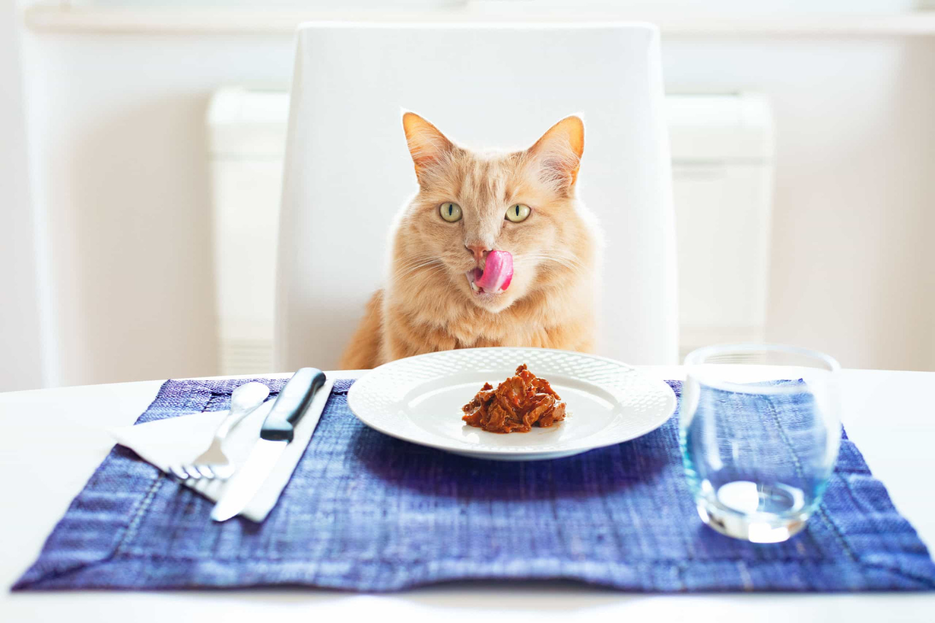 If you've always wanted to evaluate cat food, we're sorry that you didn't take part in this study.<p><a href="https://www.msn.com/en-au/community/channel/vid-7xx8mnucu55yw63we9va2gwr7uihbxwc68fxqp25x6tg4ftibpra?cvid=94631541bc0f4f89bfd59158d696ad7e">Follow us and access great exclusive content every day</a></p>