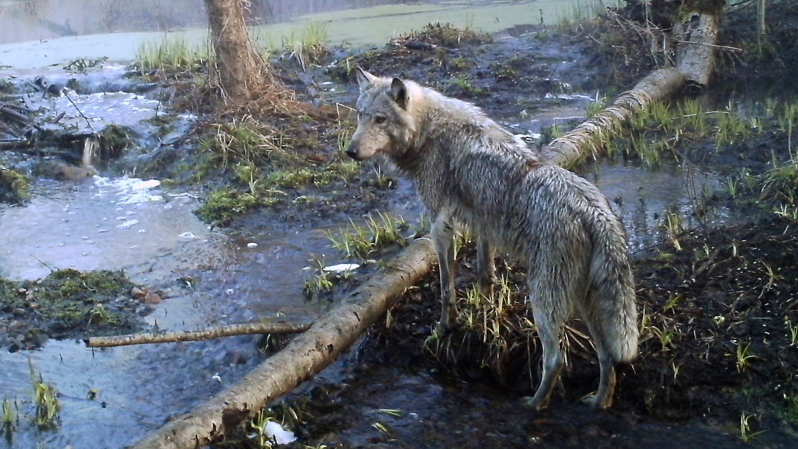 chernobyl's mutant wolves appear to have developed resistance to cancer, study finds