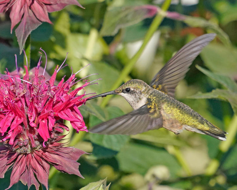 Ruby-throated hummingbirds will migrate soon. Here's how you can track ...