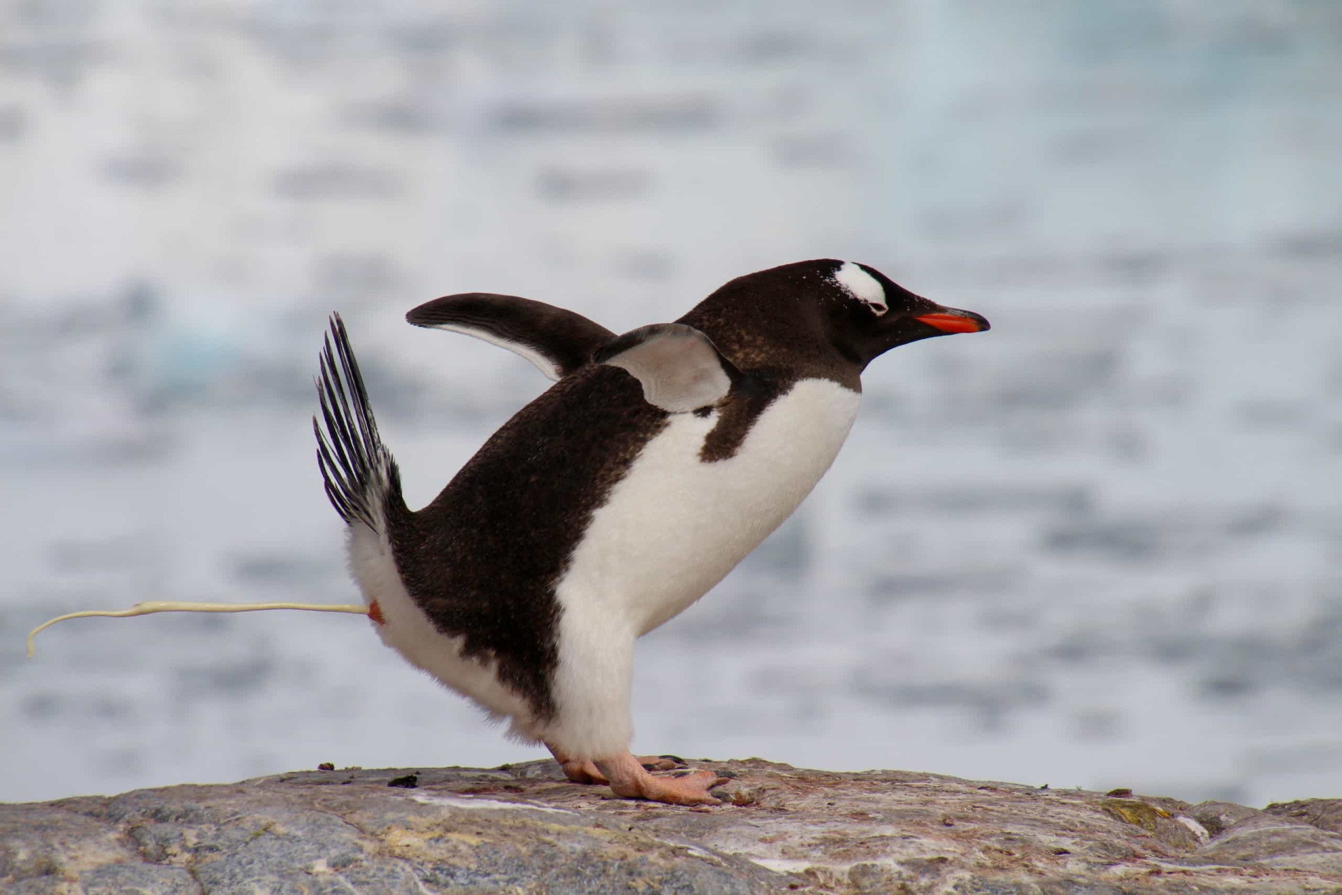 Penguins have an impressive pooing technique. Luckily, someone decided to do a paper on it.<p><a href="https://www.msn.com/en-au/community/channel/vid-7xx8mnucu55yw63we9va2gwr7uihbxwc68fxqp25x6tg4ftibpra?cvid=94631541bc0f4f89bfd59158d696ad7e">Follow us and access great exclusive content every day</a></p>
