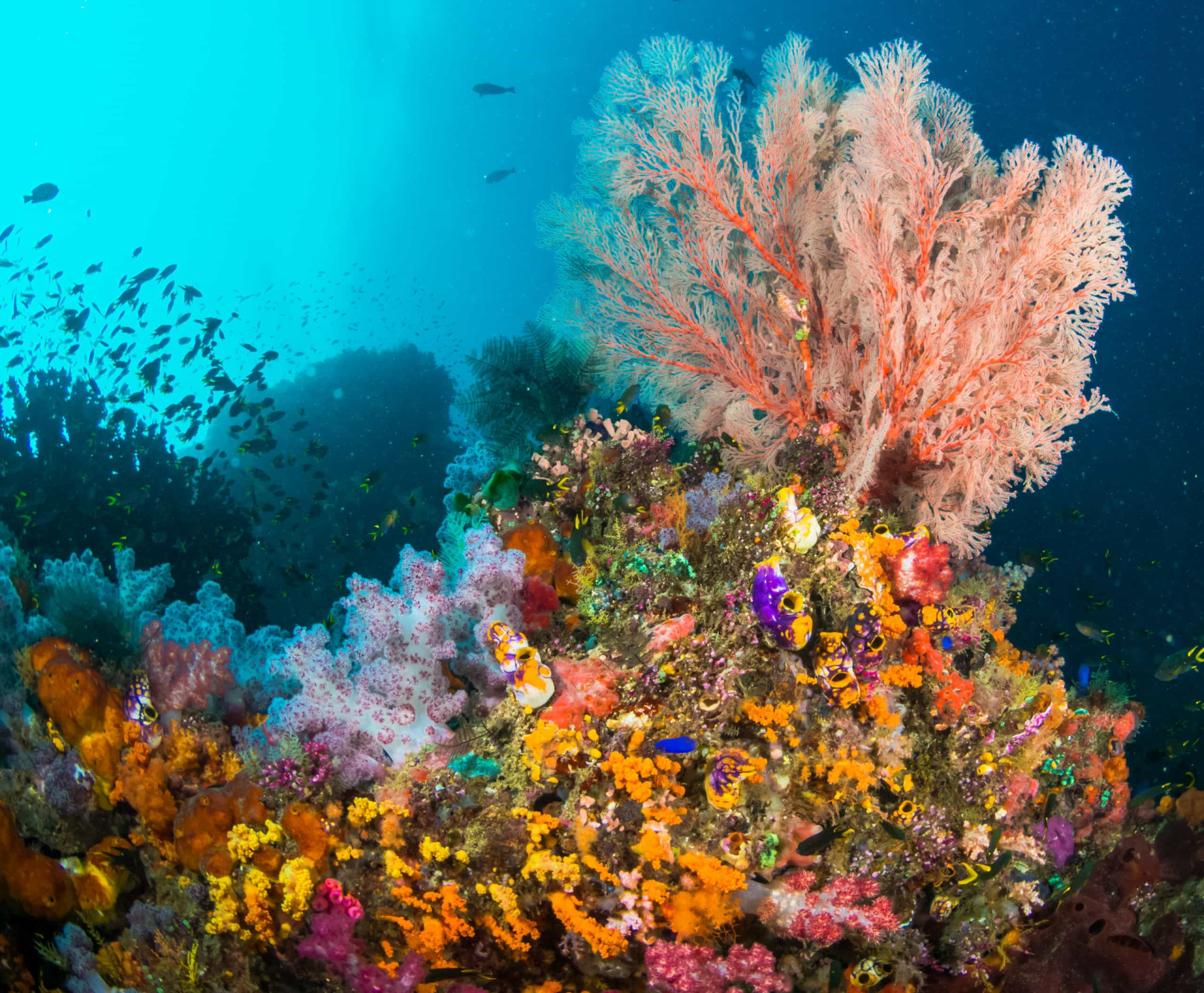 <p>The location of some of the richest marine biodiversity on Earth, the Raja Ampat Islands made headlines in 2017 when a cruise ship ran aground on a reef, destroying a huge swathe of coral. Environmentalists and academics estimate a recovery time for the reef spanning decades.</p><p>You may also like:<a href="https://www.starsinsider.com/n/453074?utm_source=msn.com&utm_medium=display&utm_campaign=referral_description&utm_content=668561en-my"> The biggest hair trends of 2020 as seen on celebs</a></p>