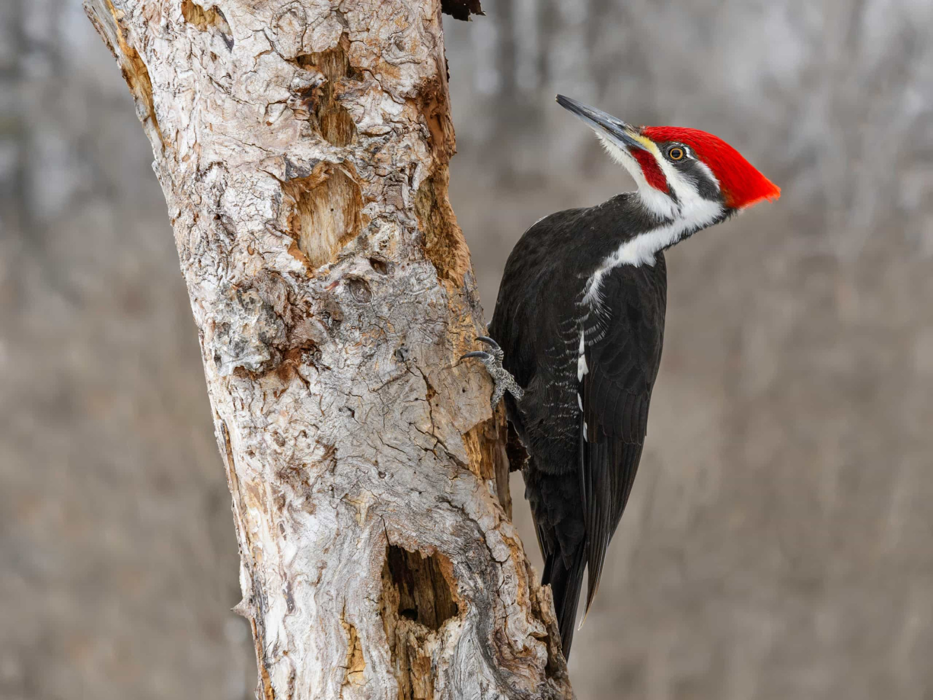 Do woodpeckers get headaches from  hammering their beaks into trees? No, apparently they developed mechanisms to prevent any type of damage to their heads.<p><a href="https://www.msn.com/en-au/community/channel/vid-7xx8mnucu55yw63we9va2gwr7uihbxwc68fxqp25x6tg4ftibpra?cvid=94631541bc0f4f89bfd59158d696ad7e">Follow us and access great exclusive content every day</a></p>