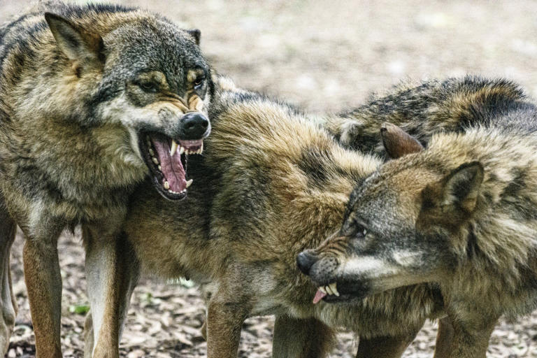 Mutated wolves in Chernobyl have developed abilities to fight cancer