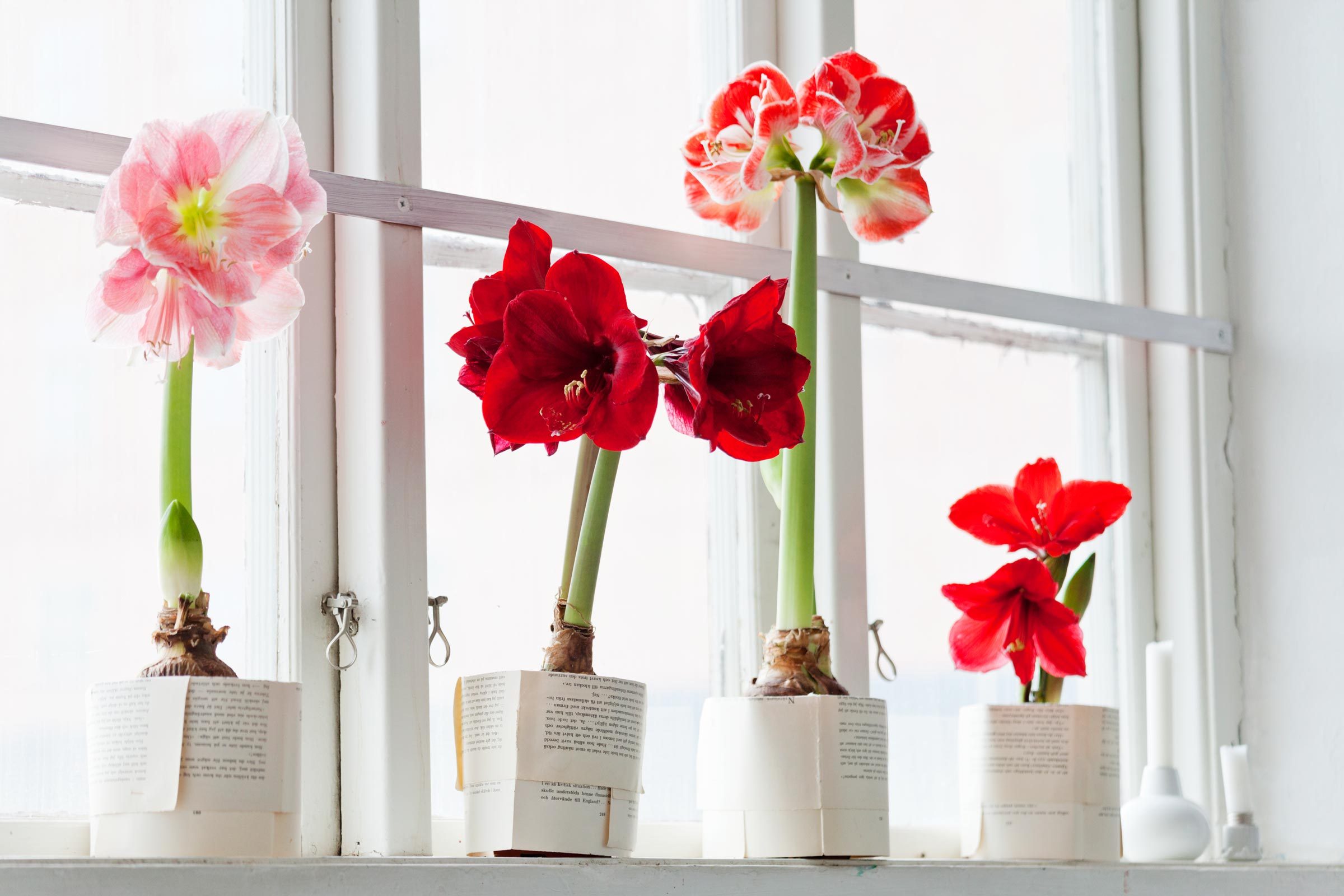 16 Indoor Flowering Plants to Make Your Home More Colorful