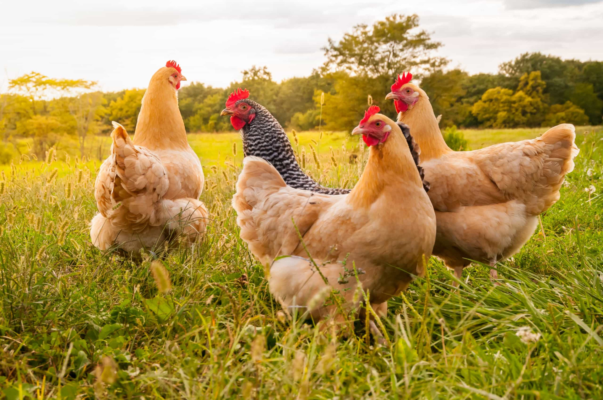 Apparently, chickens prefer "faces consistent with human sexual preferences."<p><a href="https://www.msn.com/en-au/community/channel/vid-7xx8mnucu55yw63we9va2gwr7uihbxwc68fxqp25x6tg4ftibpra?cvid=94631541bc0f4f89bfd59158d696ad7e">Follow us and access great exclusive content every day</a></p>