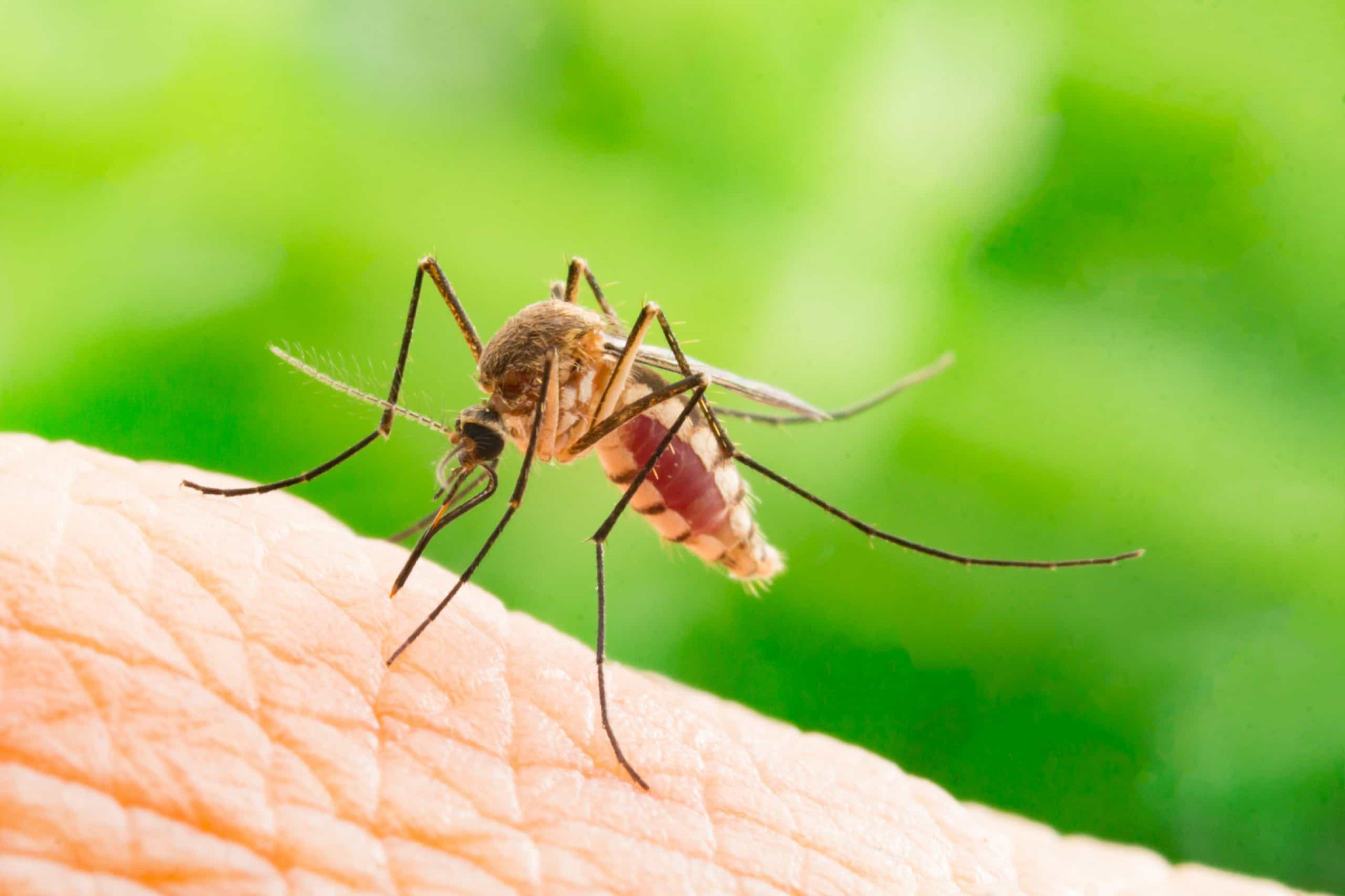 Mosquitoes like to <a href="https://uk.starsinsider.com/health/389185/why-mosquitoes-love-to-bite-you-explained">bite</a> human feet, so maybe <a href="https://www.thelancet.com/journals/lancet/article/PIIS0140-6736(05)65812-6/fulltext">cheese</a> with a similar odor to our feet would make a good trap?<p>You may also like:<a href="https://www.starsinsider.com/n/439901?utm_source=msn.com&utm_medium=display&utm_campaign=referral_description&utm_content=410835v1en-au"> 30 things only divorced people know</a></p>