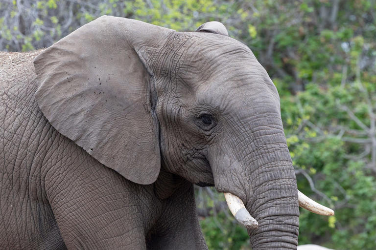 Watch this endangered teen elephant dancing and singing in the rain at the San Diego Zoo