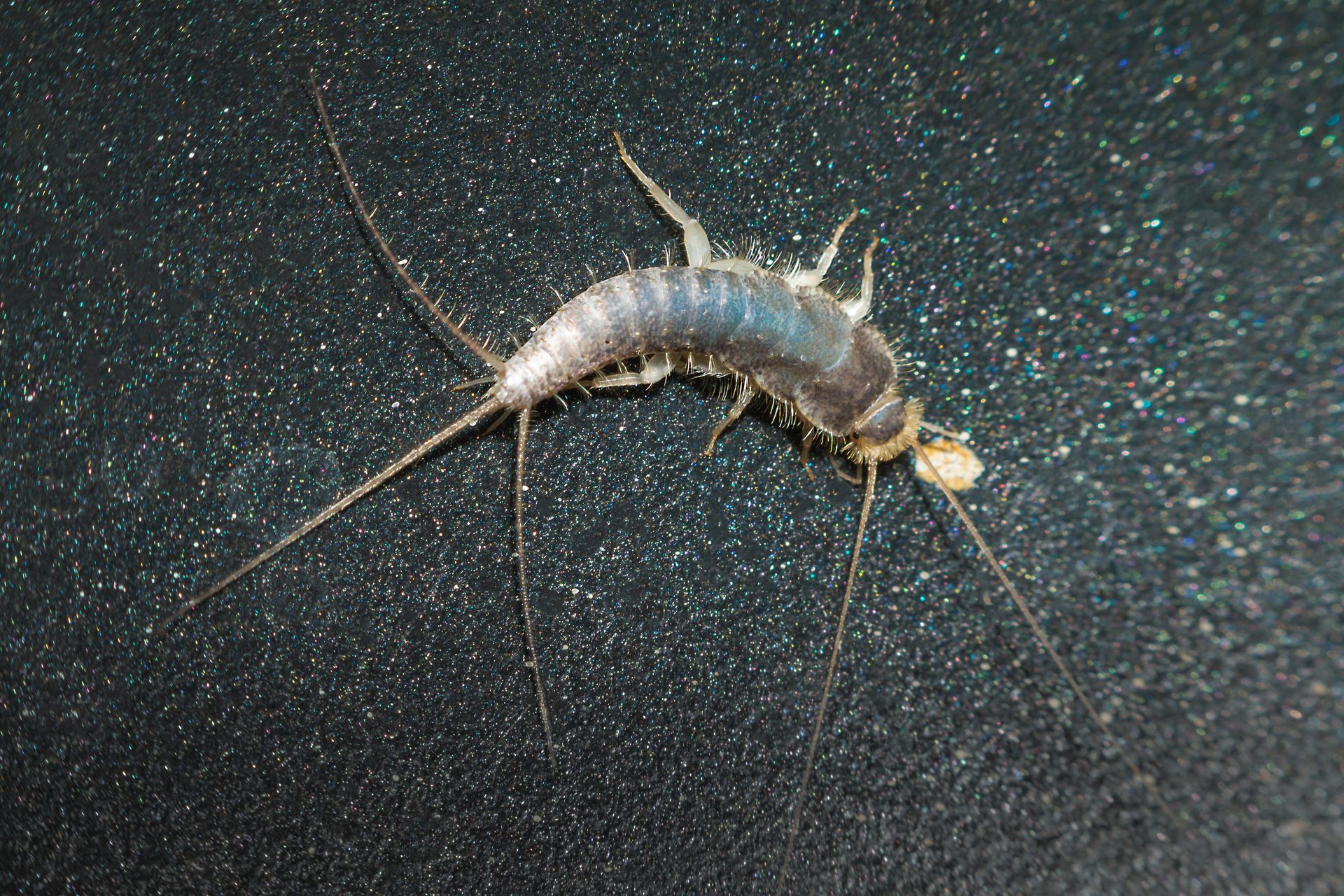 Avoid silverfish infestation at home with these simple deterrents and