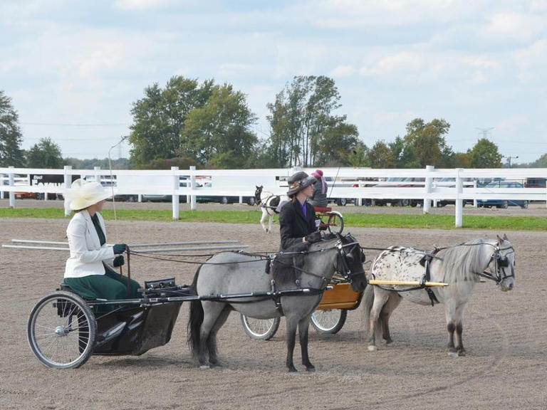 25 Things To Know About Miniature Horses