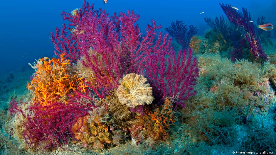 corales arrojan nueva evidencia sobre el comienzo del antropoceno
