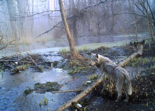 απρόσμενη εξέλιξη: οι μεταλλαγμένοι λύκοι του τσερνόμπιλ έγιναν άτρωτοι στον καρκίνο