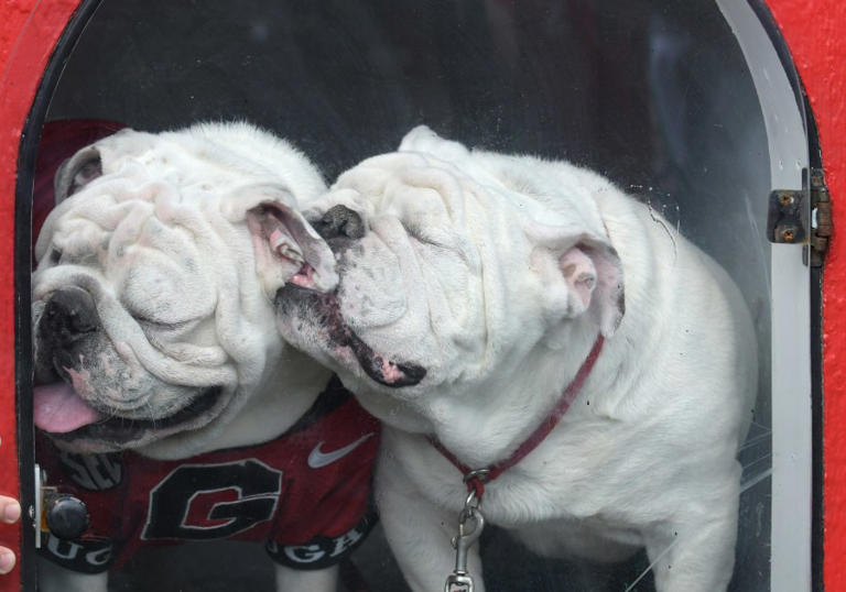 Georgia Bulldogs celebrate life of late mascot Que with bobblehead