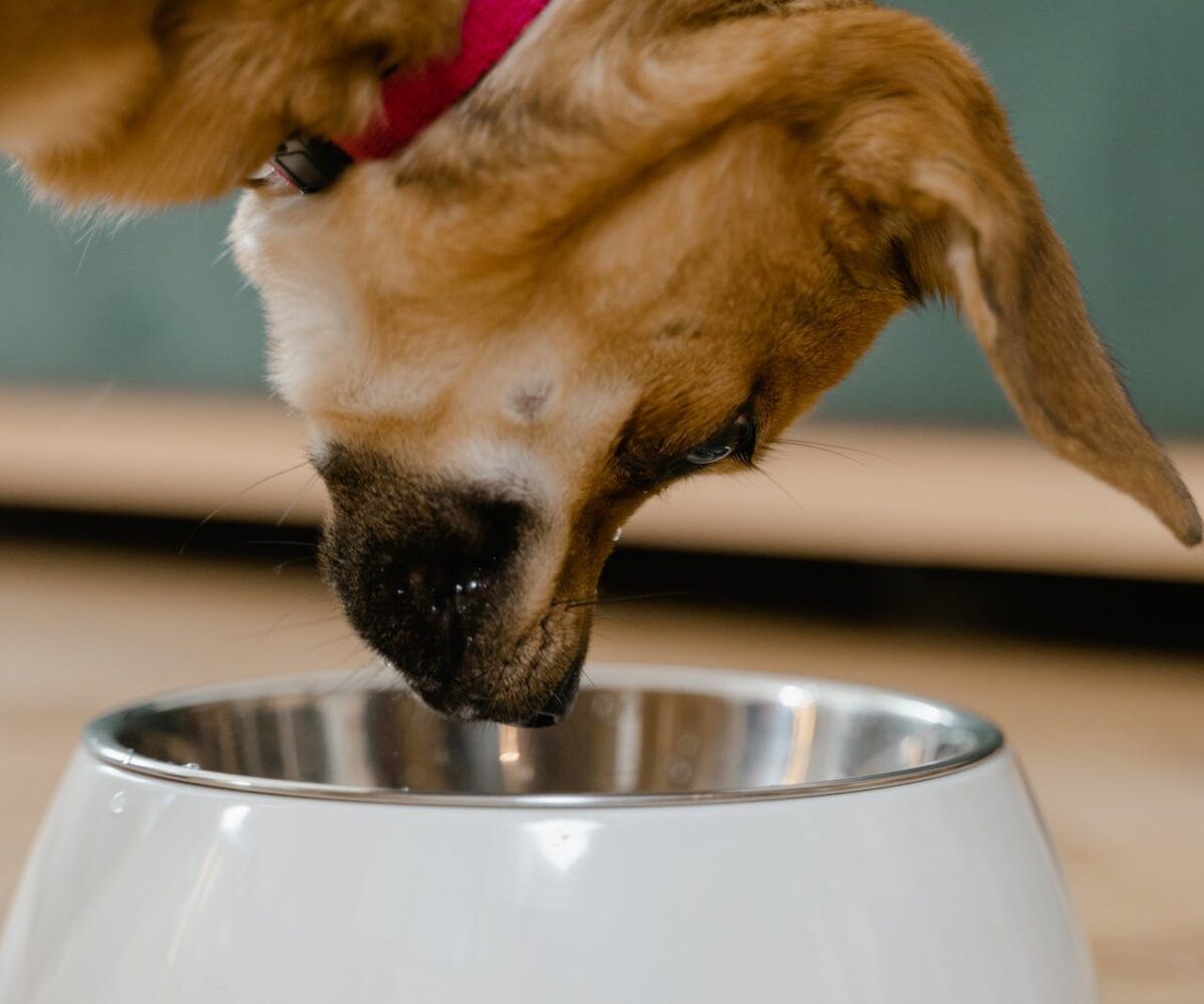 five vet-approved homemade dog food recipes