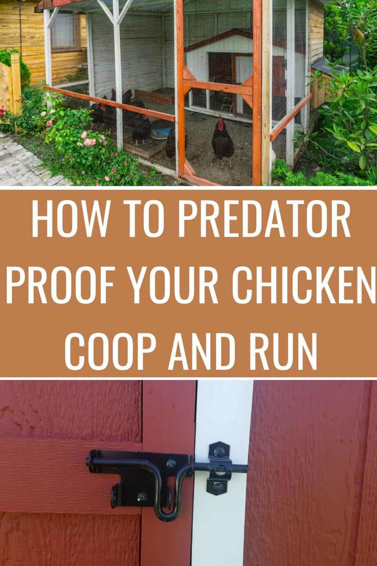 How To Properly Predator-Proof The Chicken Coop and Run