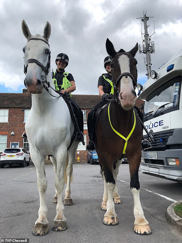 'gentle giant' police horse aurora who led the late queen elizabeth ii's funeral procession at windsor castle as millions watched from around the world dies aged 13 - just weeks after royal stallion caeser was put down due to arthritis