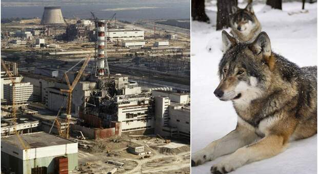 i lupi mutanti di chernobyl, così l'effetto delle radiazioni li ha resi più resistenti al cancro