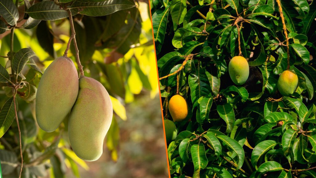 cómo plantar un árbol de mango en maceta: necesitas una semilla y una servilleta para no volver a comprarlo