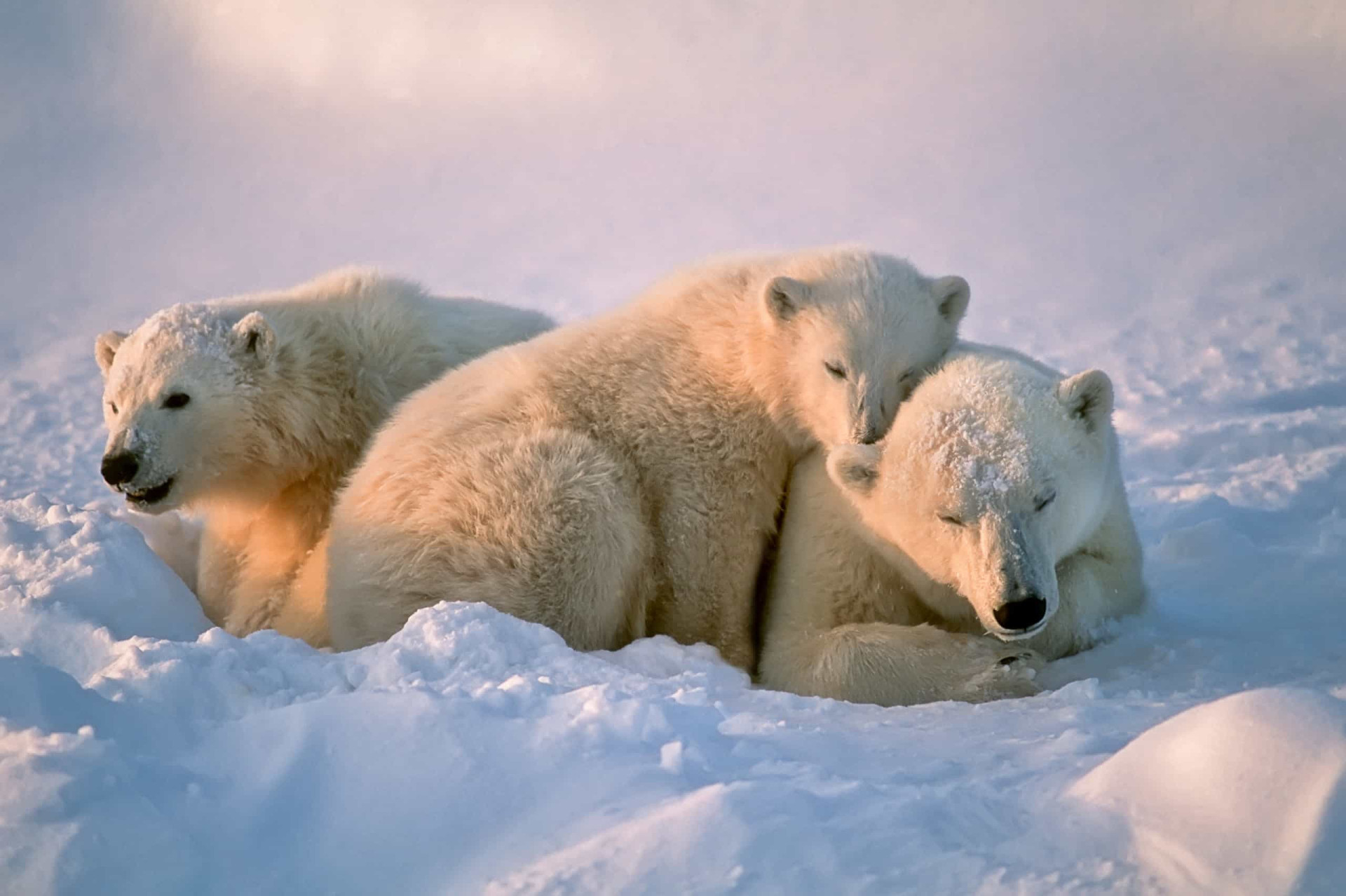 Snoozing through winter: wildlife that hibernates