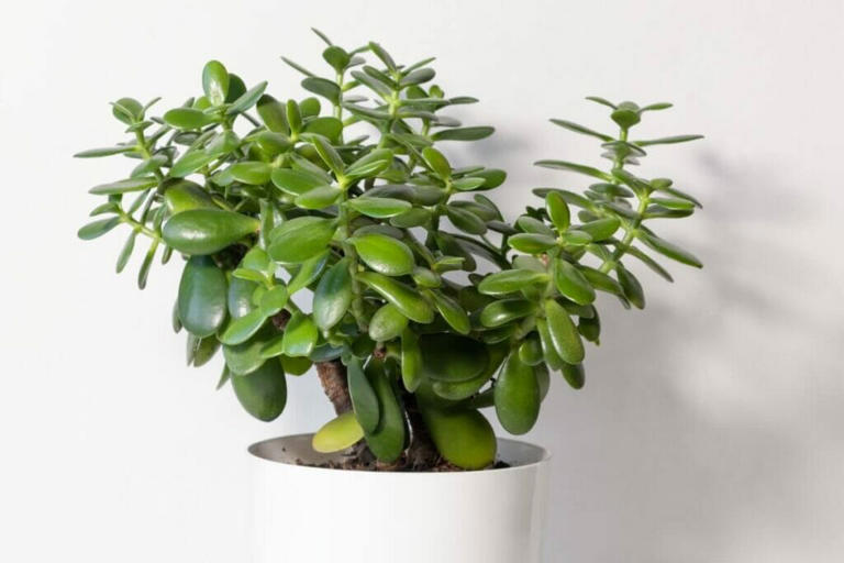 9 Reasons Jade Plant Leaves Turn Yellow or Brown