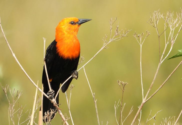 ¿querés aprender más sobre la observación de aves? aprovechá este curso