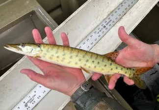 Muskellunge fingerling ready for stocking (Photo: Virginia Department of Wildlife Resources)