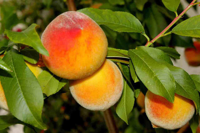 How To Grow Organic Backyard Peach Trees