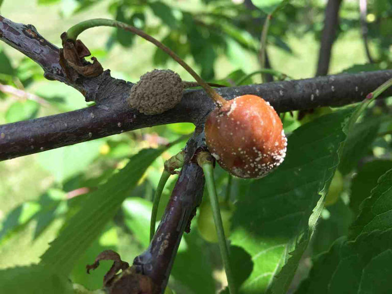 Organic Methods For Controlling Fungal Diseases In Peaches, Plums 