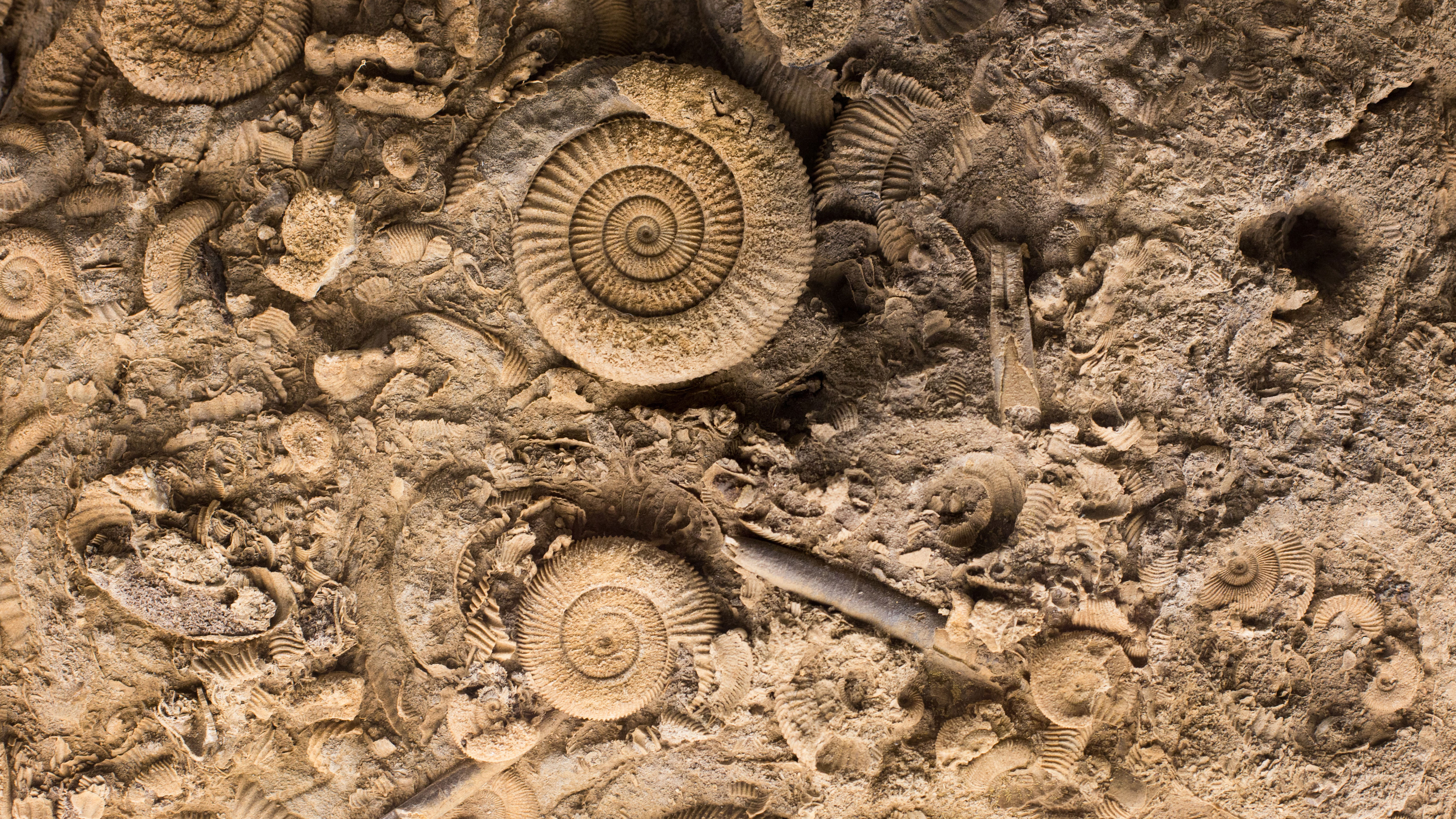 wyjątkowe odkrycie we francji. znaleziono skamieniałości sprzed 470 mln lat