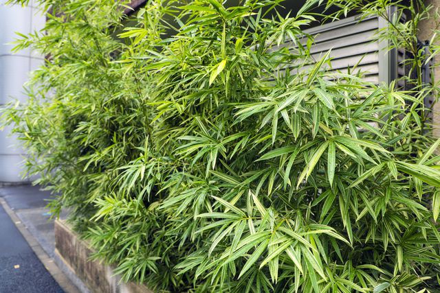 15 interesting types of bamboo you can actually grow right at home
