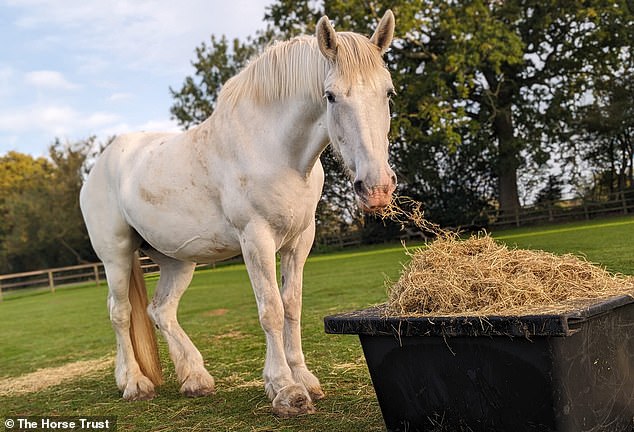 'gentle giant' police horse aurora who led the late queen elizabeth ii's funeral procession at windsor castle as millions watched from around the world dies aged 13 - just weeks after royal stallion caeser was put down due to arthritis