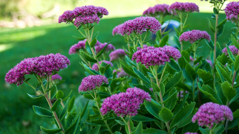 grow this beautiful plant with your lavender for extra color