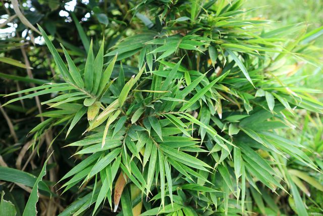 15 interesting types of bamboo you can actually grow right at home