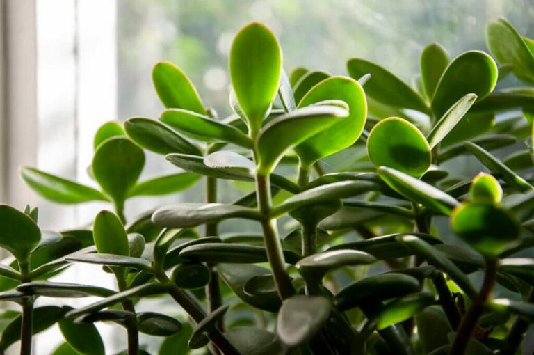 9 Reasons Jade Plant Leaves Turn Yellow or Brown