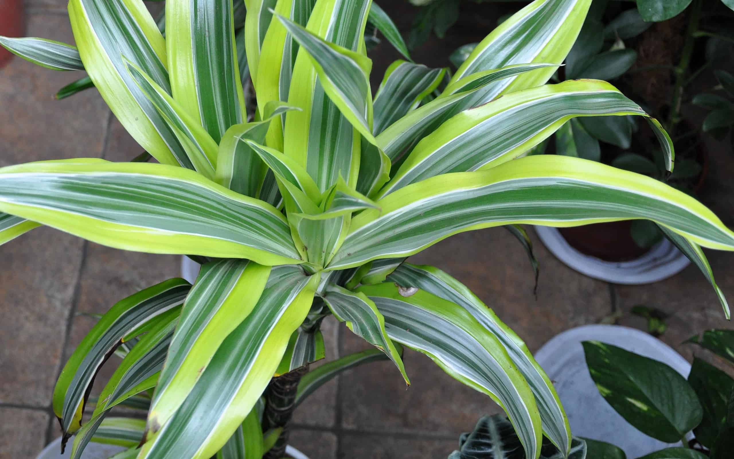 10 Types Of Dracaena And How They Are Different