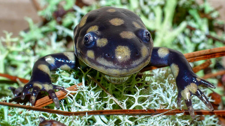 6 Creatures Of The Deep That Are Bioluminescent