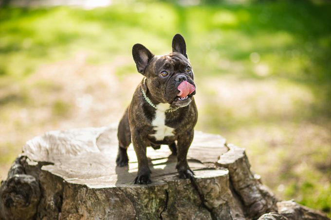 French bulldog on the walk in forest