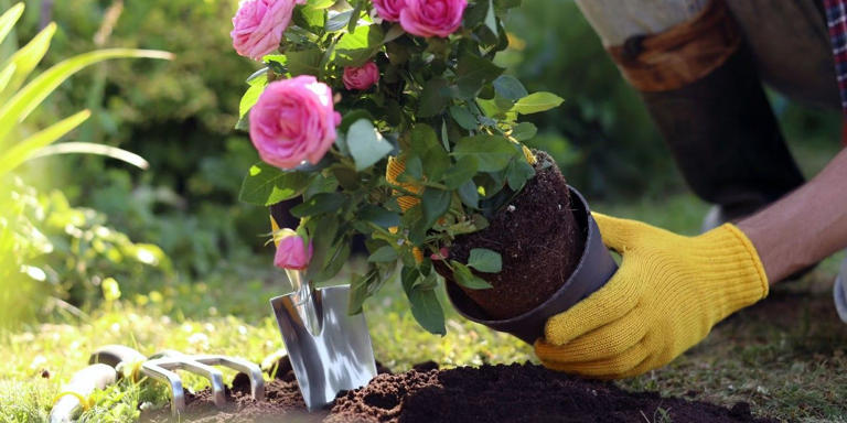 Plant Landscape Roses in Winter to Enjoy Their Blooms Later