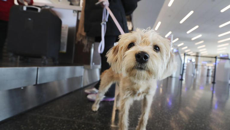A comfort dog waits for its owner at Salt Lake City International Airport in Salt Lake City on Nov. 29, 2020. Successfully traveling with pets takes planning and patience, experts say.
