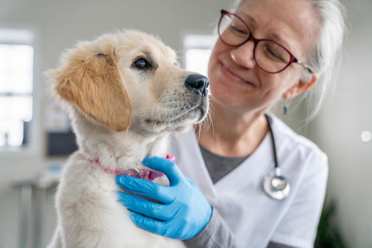 Common Dog Vaccines & Editable Vaccination Schedule Chart