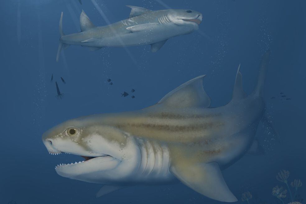 descubren dos nuevas especies antiguas de tiburones