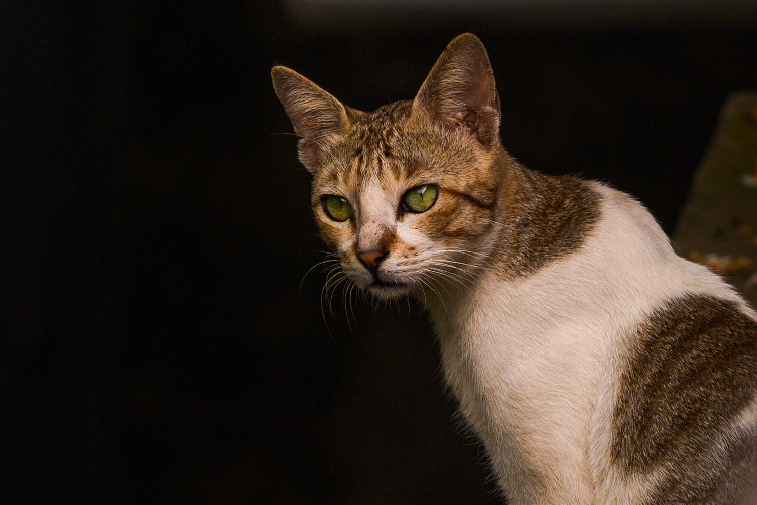 oregon's first case of human plague in 8 years likely came from a pet cat