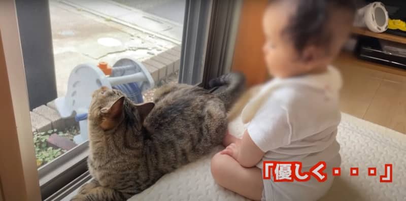 猫が赤ちゃんに叩かれた時の反応…愛に溢れた光景に11万人が感動 『大事な家族なの分かってる』『優しい世界に癒やされた』と反響