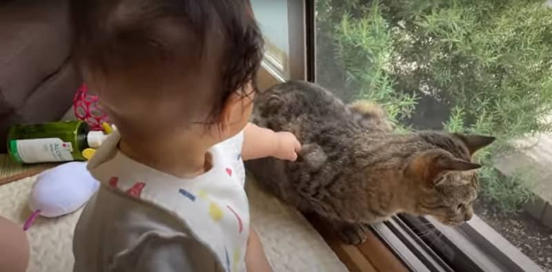 猫が赤ちゃんに叩かれた時の反応…愛に溢れた光景に11万人が感動 『大事な家族なの分かってる』『優しい世界に癒やされた』と反響