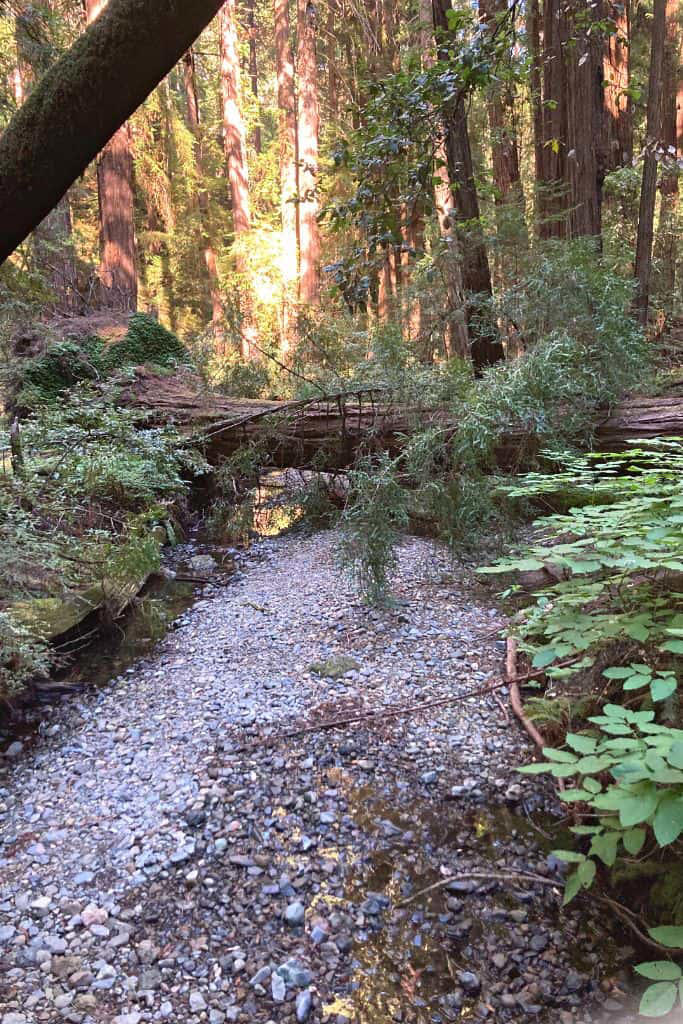 7 Best Hikes In Muir Woods: Travel Tips and Info