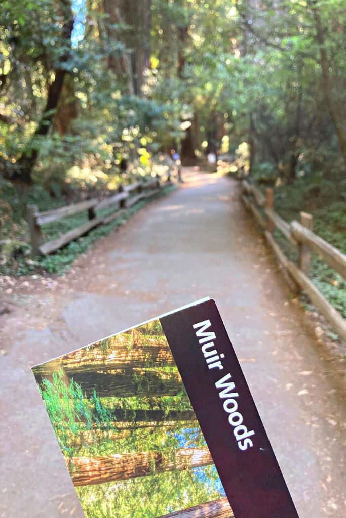 Is Muir Woods Road Dangerous? incl. Info and Tips