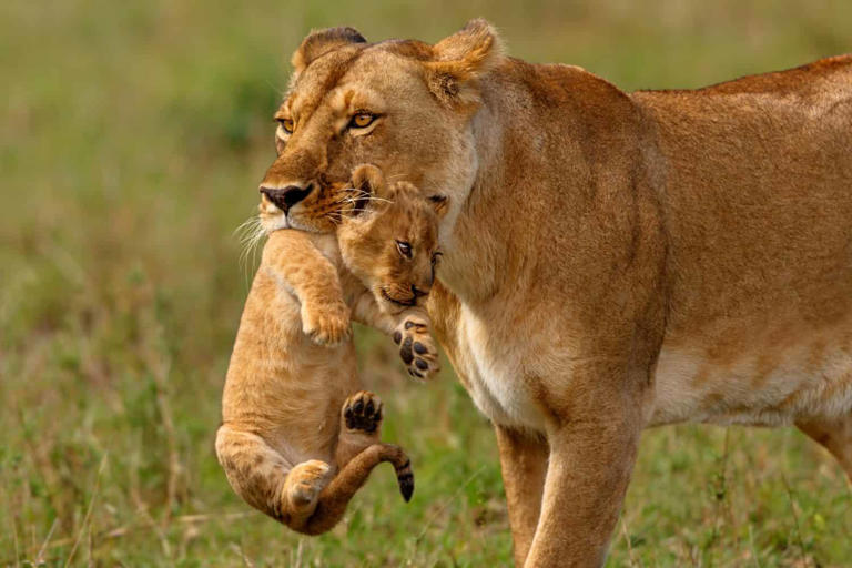 Baby Mountain Lion Cub: 5 Pictures and 5 Amazing Facts