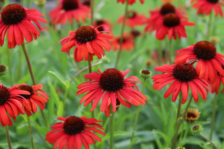 When to Cut Back and Prune Coneflowers Each Season