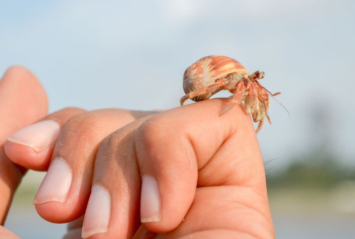 <p>For those who crave the sound of the sea, a hermit crab is the ultimate nautical travel buddy. Petite and captivating, they add a touch of the ocean to your explorations, making every trip memorable.</p> <p>The post <a href="https://housely.com/travel-companions-the-top-10-pets-to-take-along/">Travel Companions: The Top 10 Pets to Take Along</a> appeared first on <a href="https://housely.com">Housely</a>.</p>